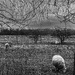 Roadside sheep by darchibald