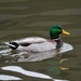Mr. Mallard by ljmanning