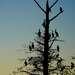 Cormorants by eudora