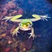 It's Not Easy Being Green by photohoot