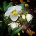 Christmas Rose by thistle_01