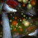 Sandhill Christmas by photohoot