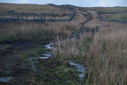 18th Dec 2024 - puddlethorn puddingmud