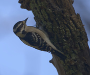 18th Dec 2024 - Miz Downy Woodpecker is busy pecking away today