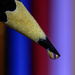 Colourful Droplet by pcoulson