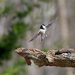 LHG-7696Chick a dee in flight by rontu