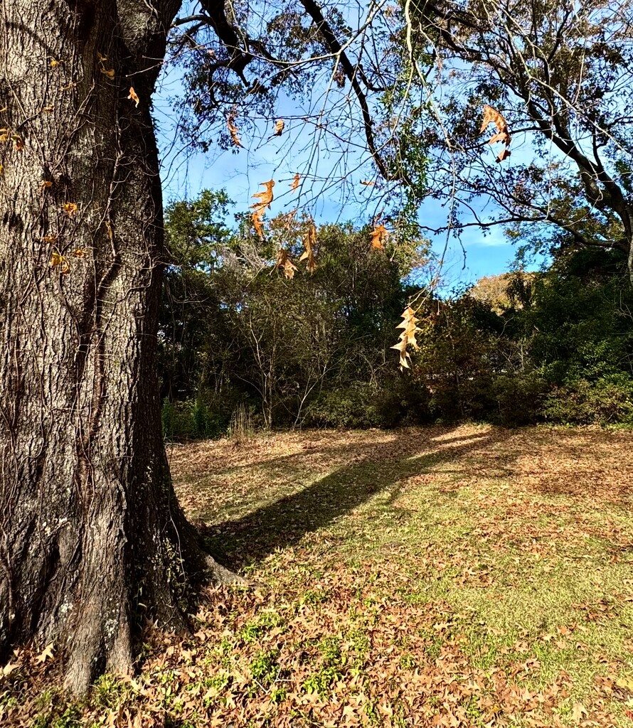 Last leaf by congaree