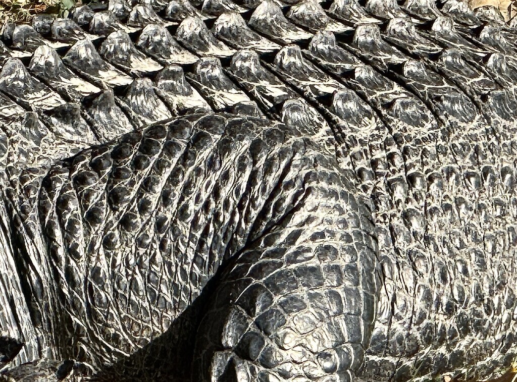 Gator abstract art by congaree