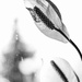 Peace lilies by darchibald