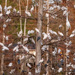 Birds Galore! by rickster549
