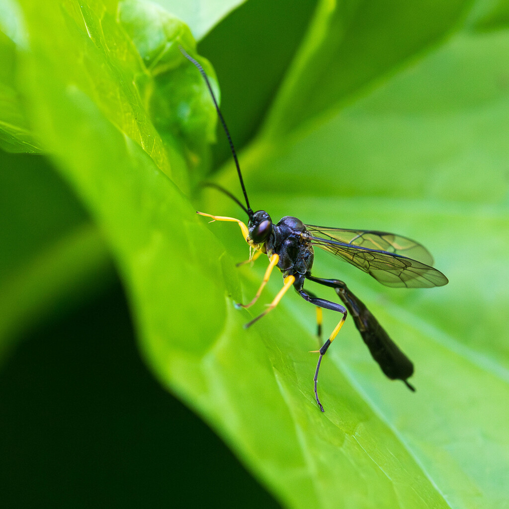 Yellow legs bug by yaorenliu