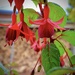 Fuschia by maggiemae