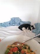 18th Dec 2024 - cat disapproving of my lunch