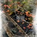 Last of the maple leaves to fall... by marlboromaam