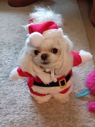 19th Dec 2024 - Fofi's Ready For Christmas 