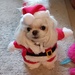 Fofi's Ready For Christmas  by carolmw