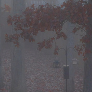 18th Dec 2024 - Foggy Morning