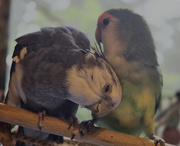 19th Dec 2024 - Boobear loves getting his crest preened