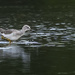 Yellow Legs with Droplets  by jgpittenger