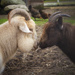 A Moment of Tenderness in the Barnyard.  by cdcook48