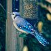 Bluejay by gardencat