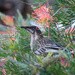 Not quite a Partridge in a pear tree by leggzy