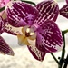 Orchid by pamknowler