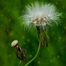 Counting My Blessings 20 by photohoot