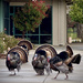 Turkeys are out by shutterbug49