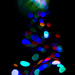 Bokeh Christmas by photohoot