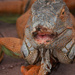 Iguana Kiss Me? by photohoot