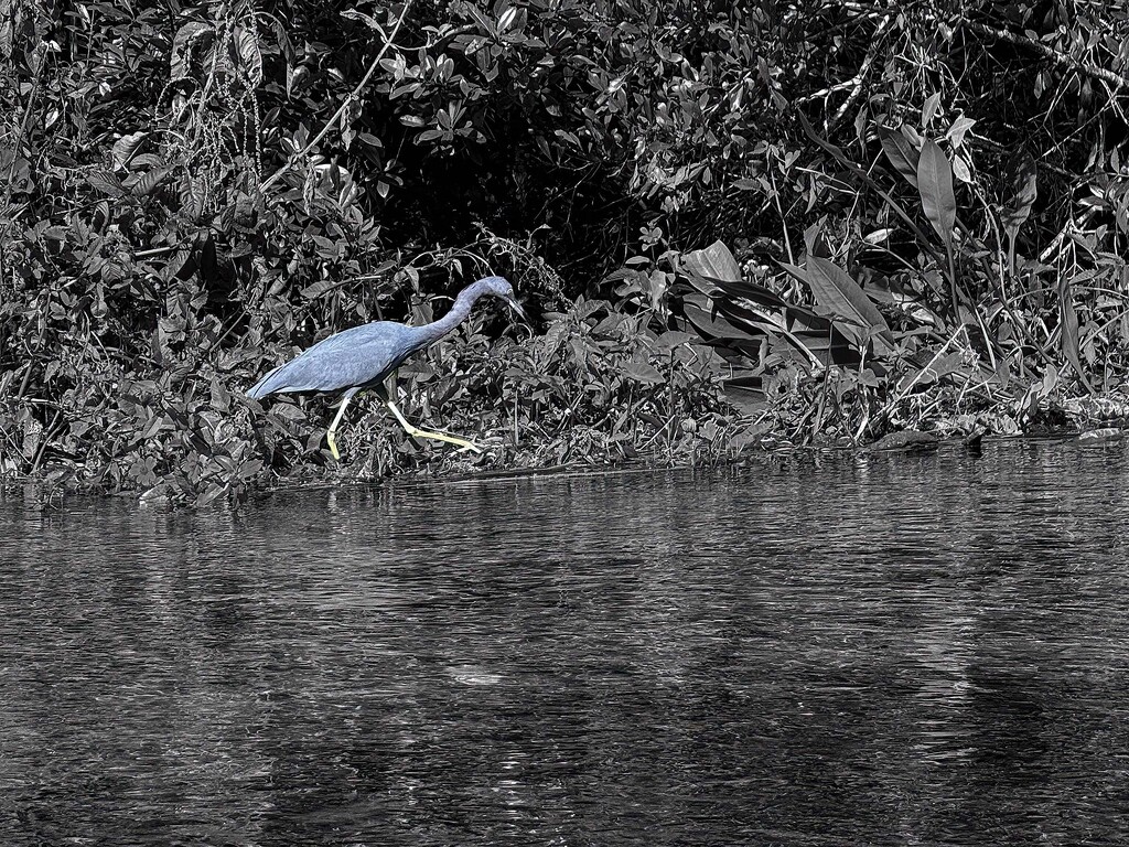 Little Blue Heron by k9photo