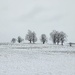 Windbreak by ljmanning