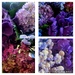 Bunch of Hydrangeas  by julzmaioro