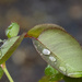 water droplets by koalagardens