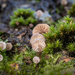 Winter mushrooms by haskar