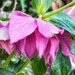 Hellebores  by carole_sandford