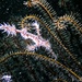 Ornate Ghost Pipefish