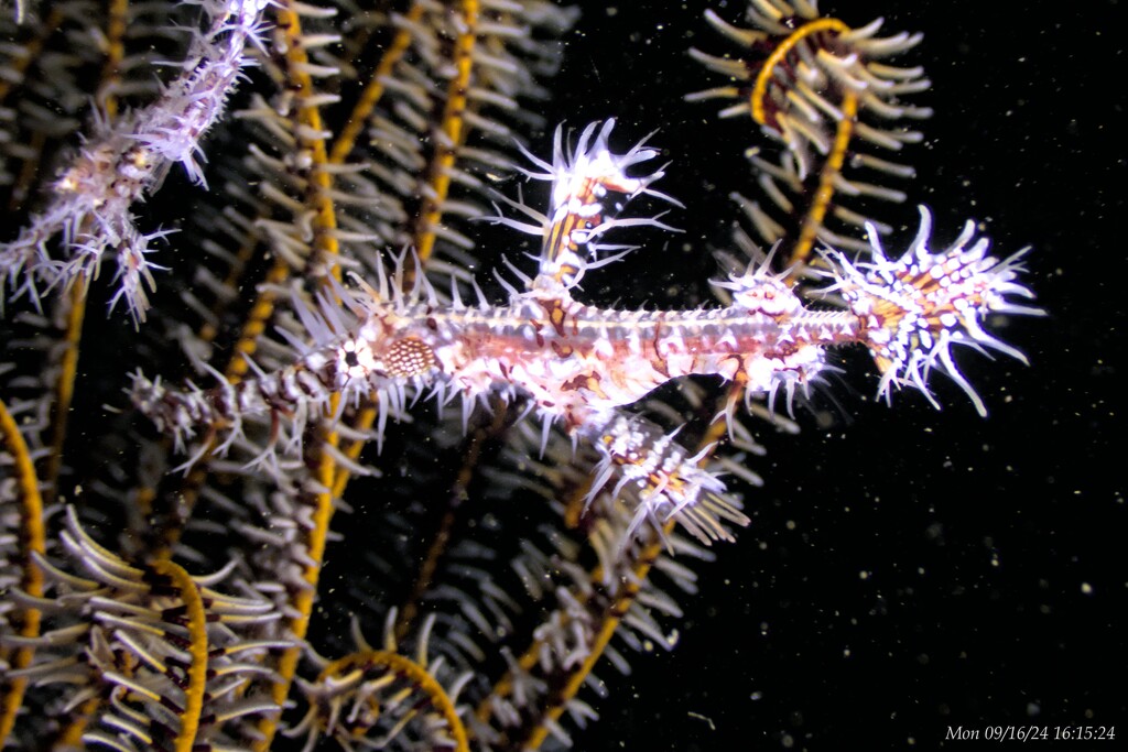 Ornate Ghost Pipefish by wh2021