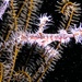 Ornate Ghost Pipefish