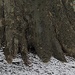 Roots Go Deep