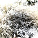 Just Enough Snow