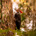 Mr Pileated Woodpecker! by rickster549