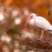 Ibis Picking It's Spot! by rickster549