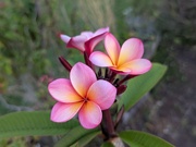 22nd Dec 2024 - My Beautiful Frangipani 