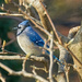 And a bluejay, in a magnolia tree... by gardencat