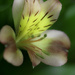Miniature Tiger Lily by skipt07