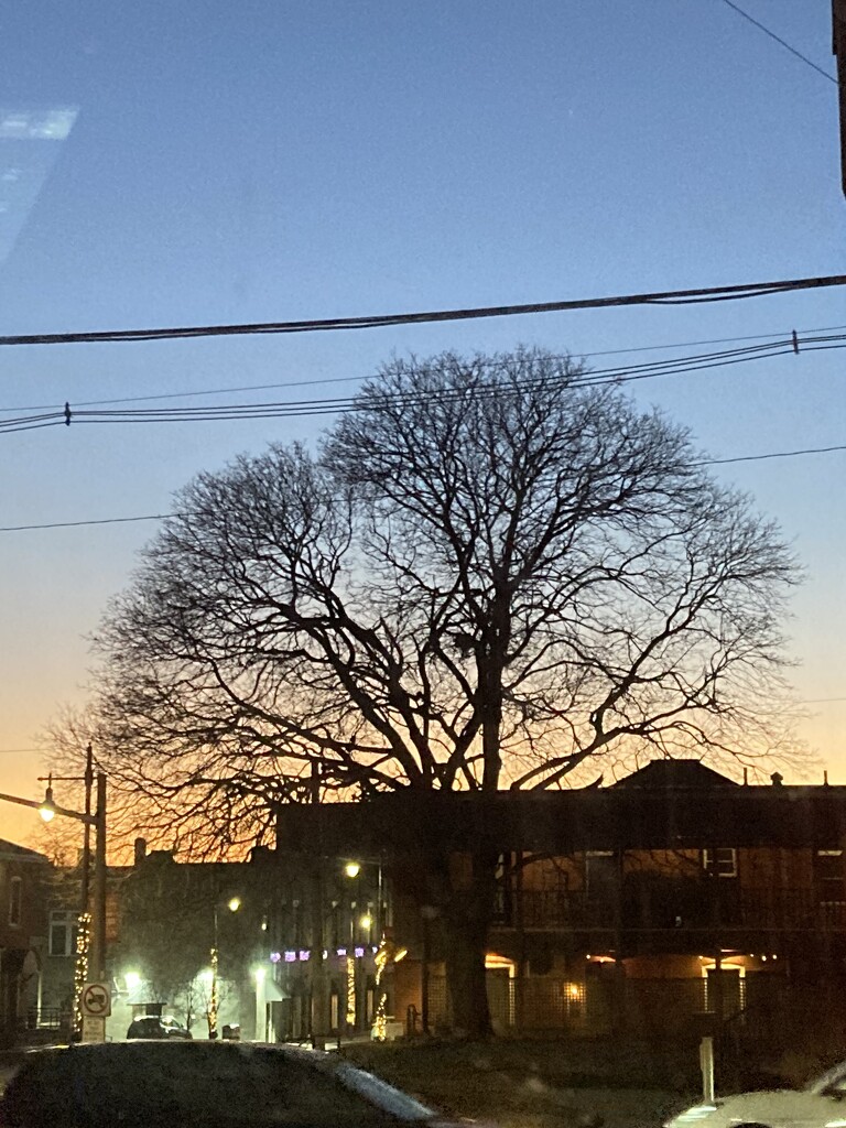 I Is for Image of Tree in the Evening Light by spanishliz