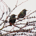 Starlings by seattlite