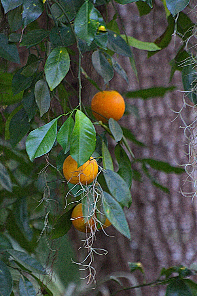 Seville Sour Oranges by chejja